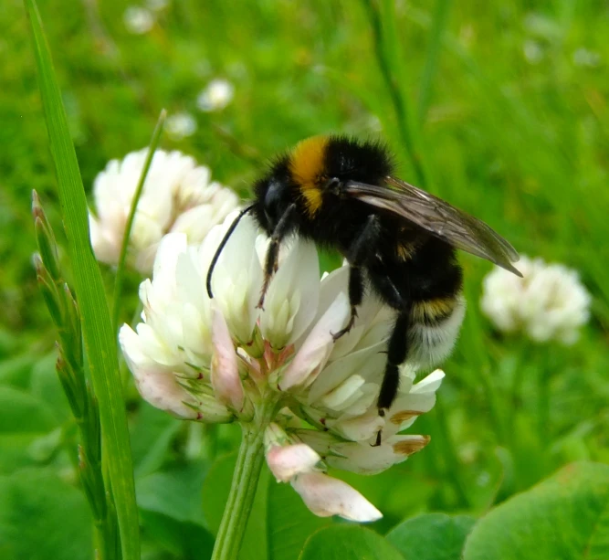 the bee is resting on some white flower