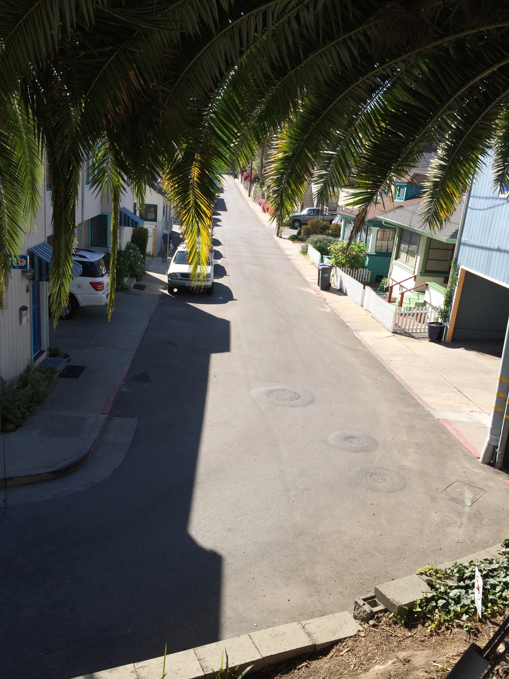 palm trees hanging over an empty street from building