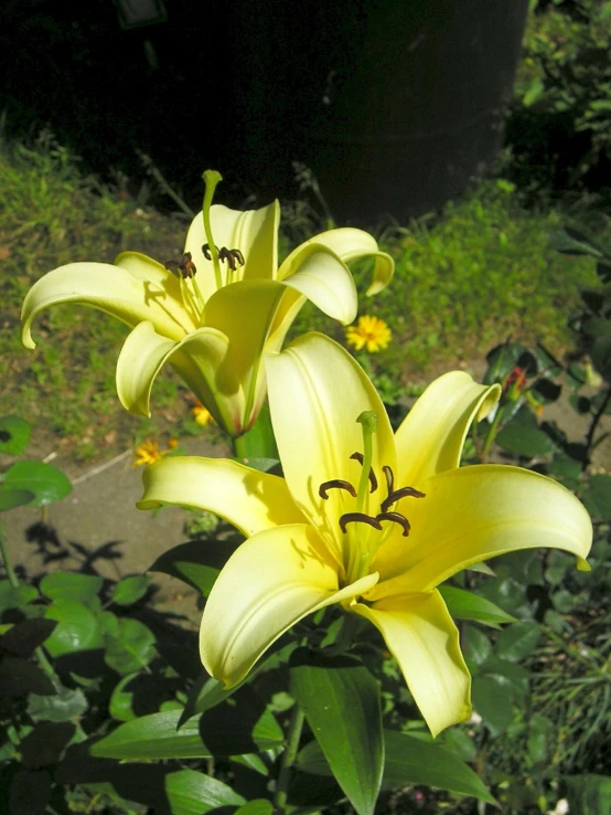 four yellow flowers are growing in an open garden