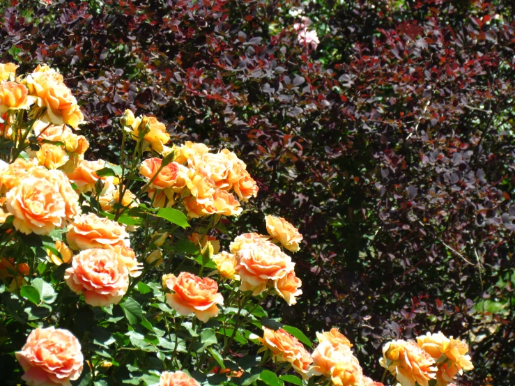 roses blooming in a garden near a shrub