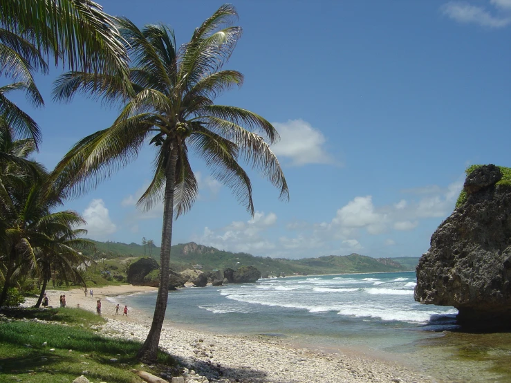 there is a palm tree on the beach