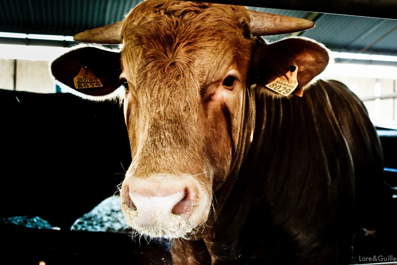 the head of a brown cow standing under an awning