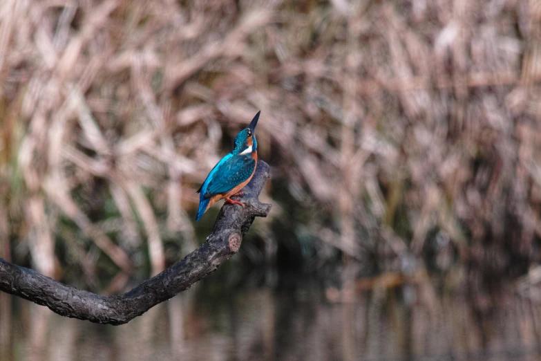 a blue bird sitting on a nch near a body of water