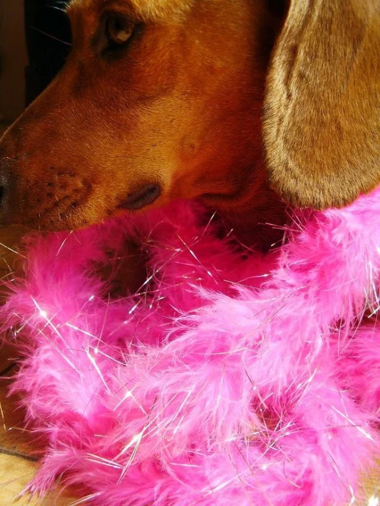 the dog has long pink feathers near his eyes