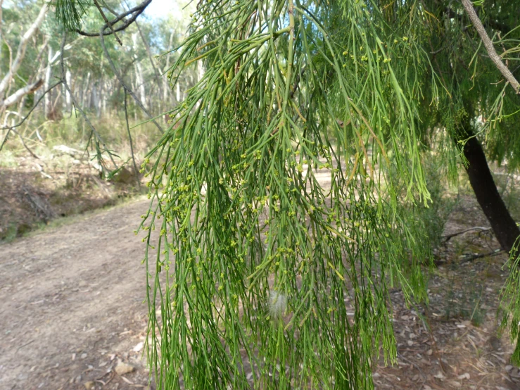 a group of tree leaves near a dirt road