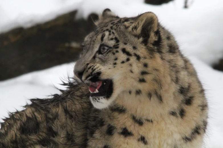 an snow leopard yawning in the snow