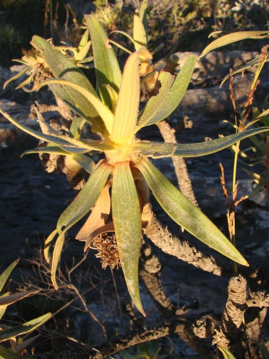 the flower of a plant on a small nch