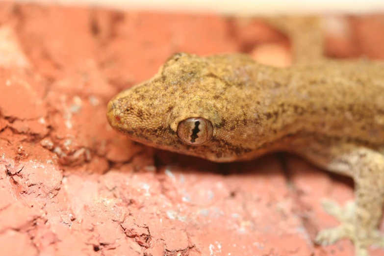 a brown and white animal on pink dirt