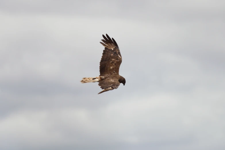 a large bird flying in the sky