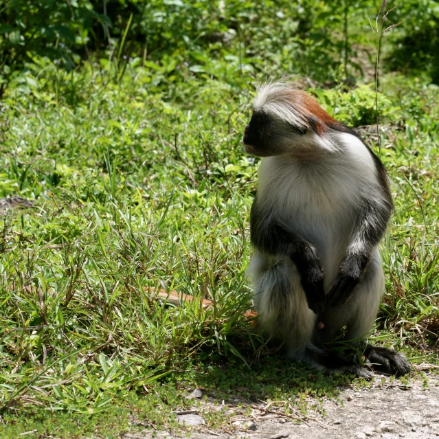 the small monkey stands up on its knees