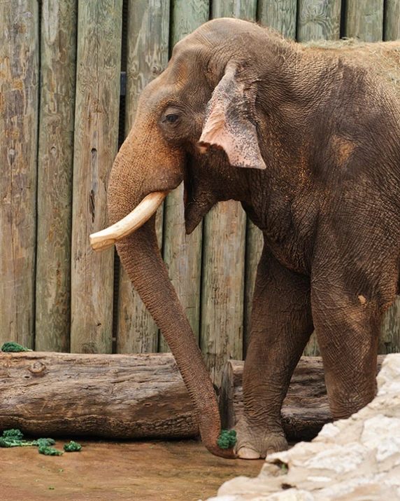 an elephant is in its pen with a log