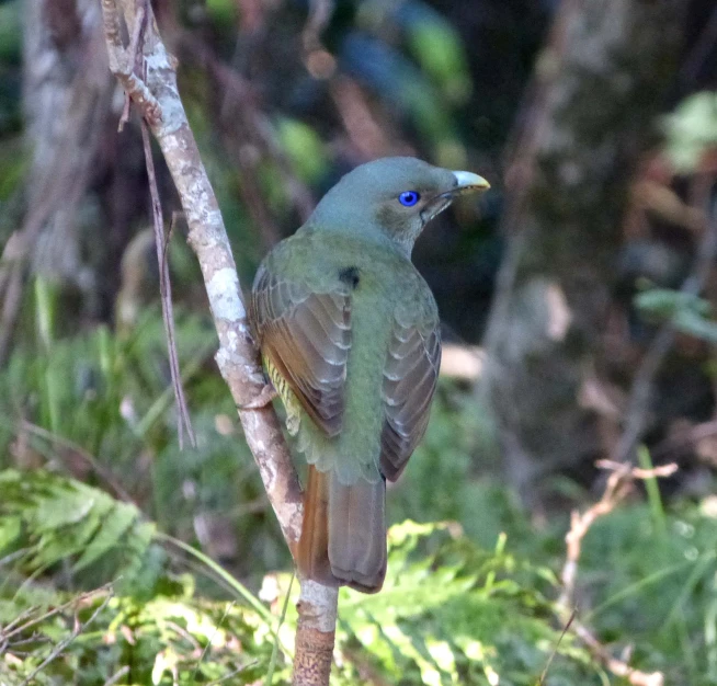 a small bird sits in a tree nch