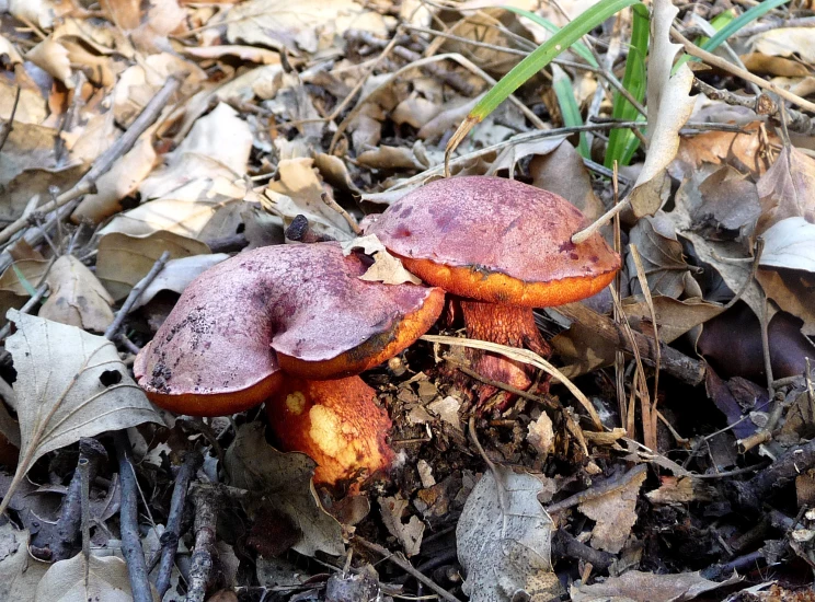 purple mushroom type mushroom growing in leaves on ground