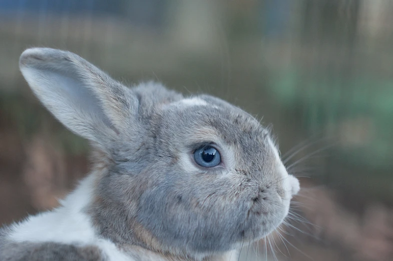 a bunny sitting behind the screen with a blurry background