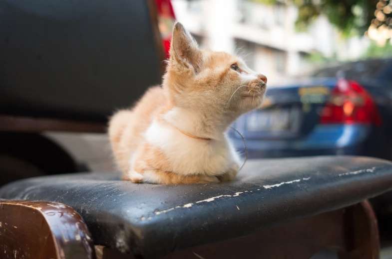 an orange cat looking up at soing on the side of a chair