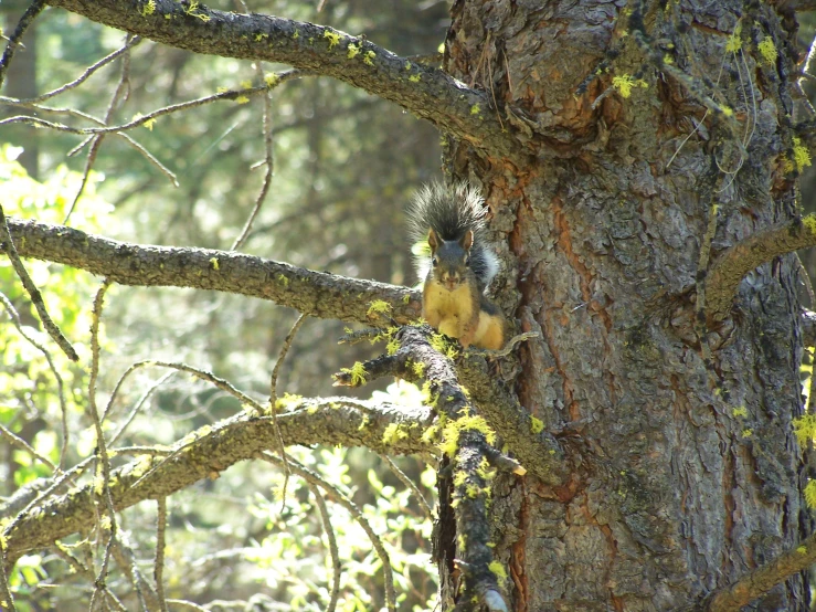 a close up of a small squirrel on a tree