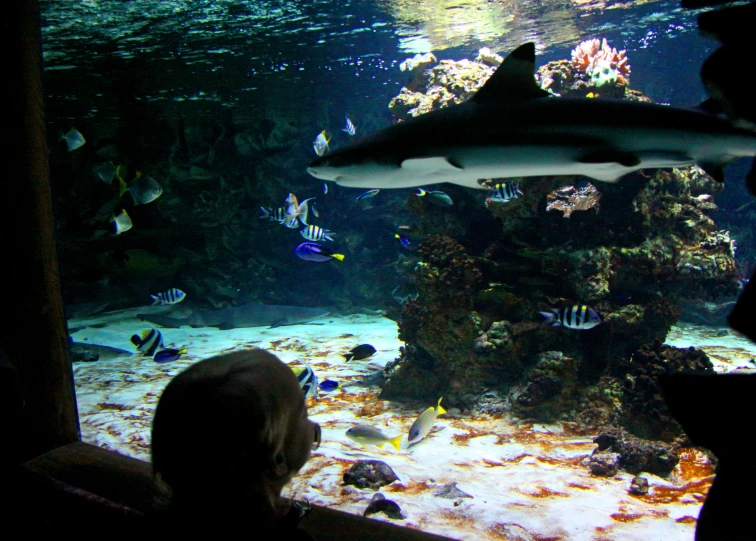 several fish swim around in the aquarium