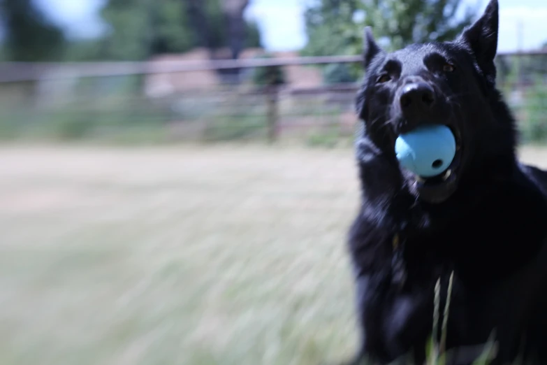 a black dog with a blue ball in his mouth