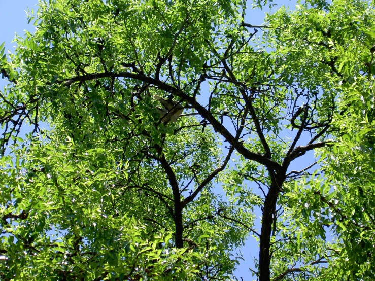 a bird is sitting in a tree with green leaves