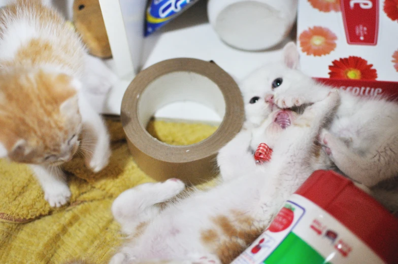 two cats in a room playing with a toy