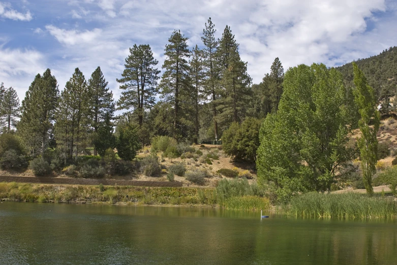 a group of trees and grass near a body of water