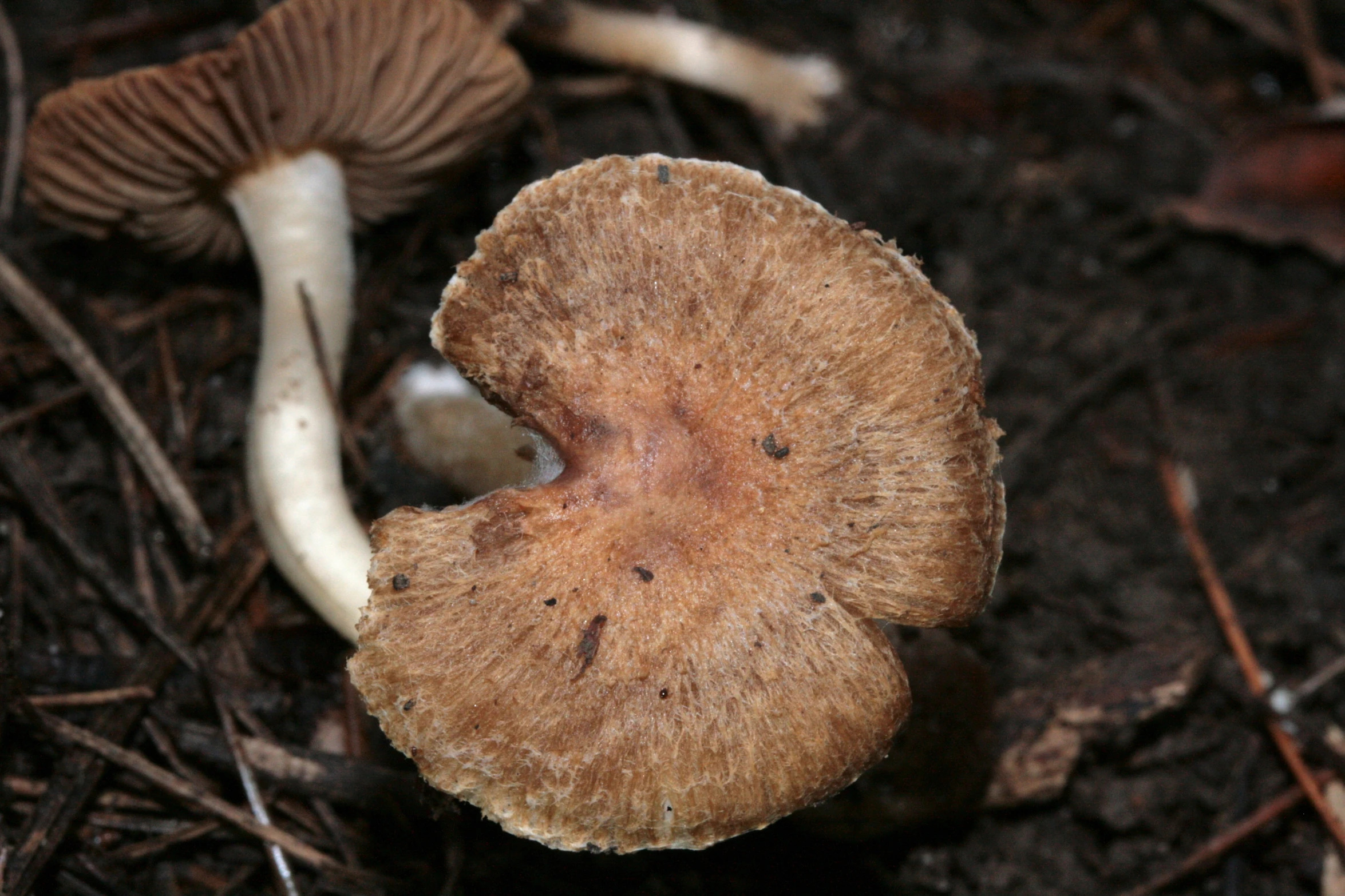 several brown mushrooms growing in the dirt