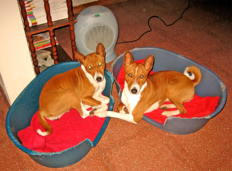 two dogs laying on some red towels in a room