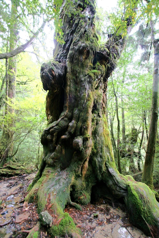an old tree in a green forest covered in mossy