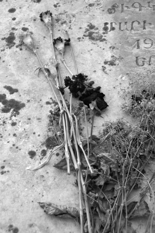 some weeds sitting on the concrete and dirt floor