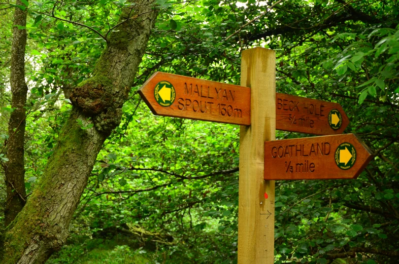a sign points the way in the forest
