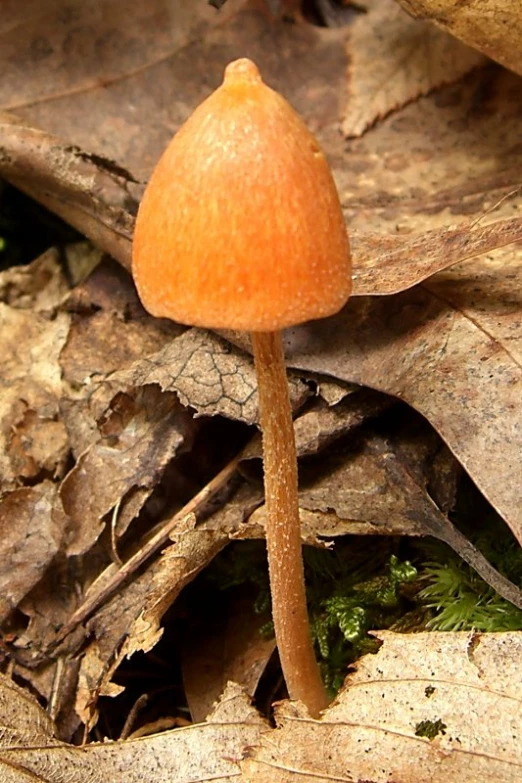 a close up of a mushroom with a white top