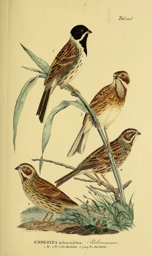 the drawing shows three small birds sitting on top of leaves