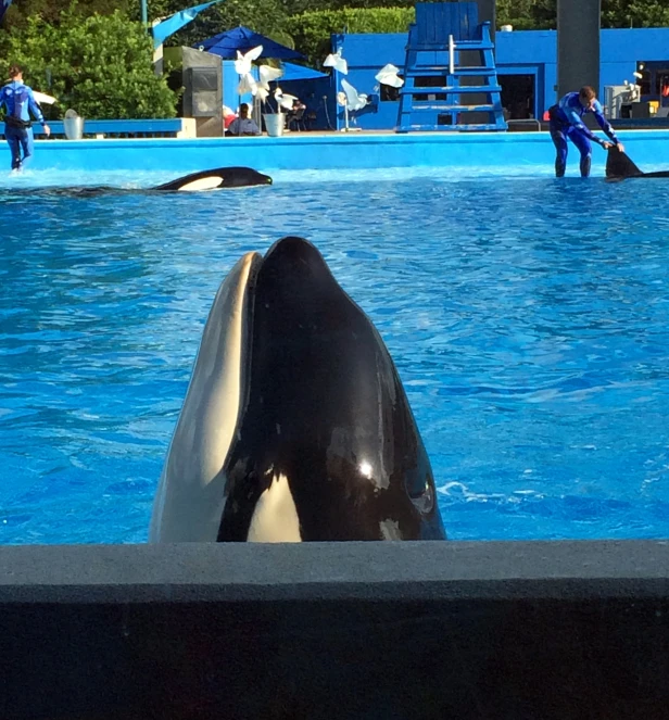 a couple of people in blue shirts watching a dolphin