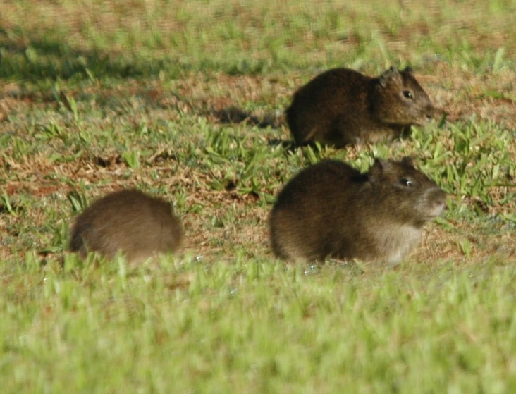 two brown rabbits standing in a grassy field