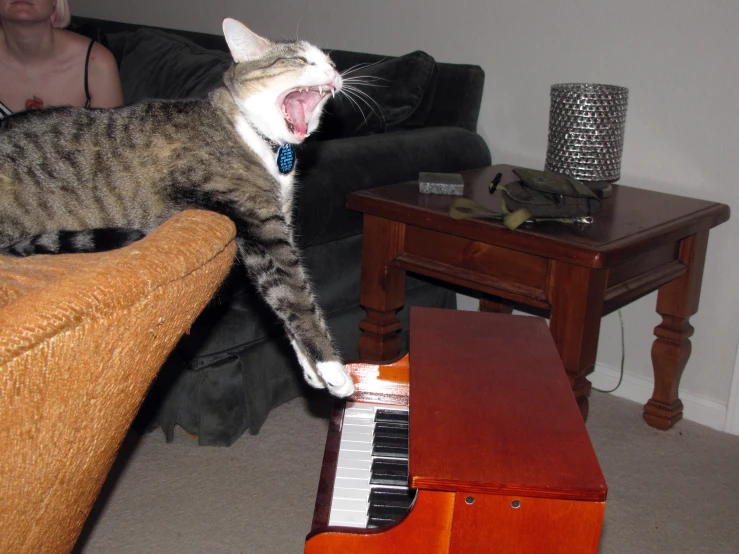 the cat is playing with the music keyboard