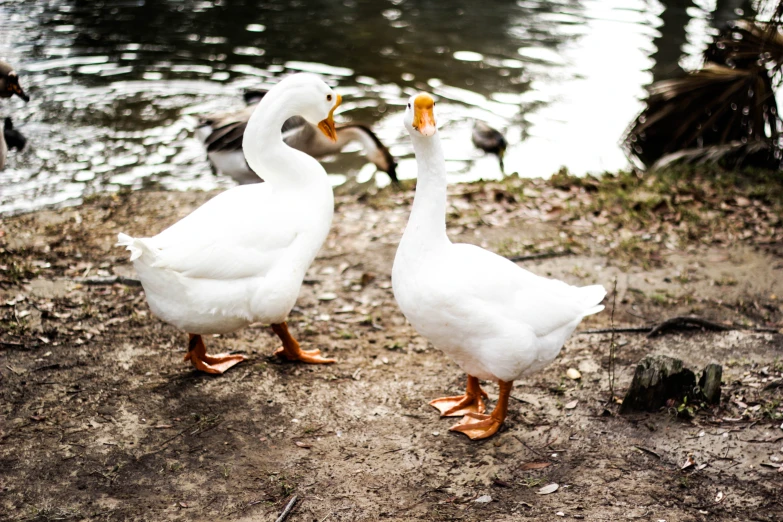 two ducks stand by the water and look around