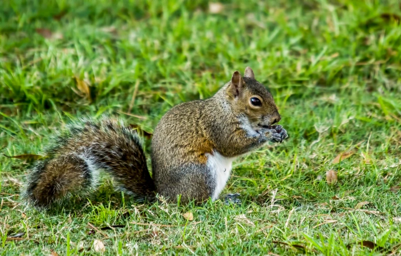 a squirrel sitting in the grass eating soing