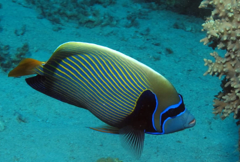 an orange, yellow and black fish is on a water surface