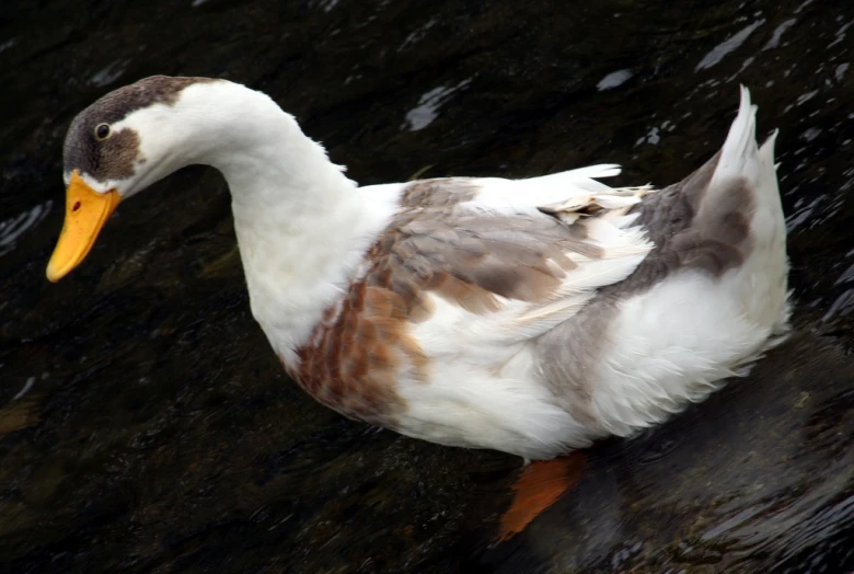 a bird with brown and white feathers swimming in the water
