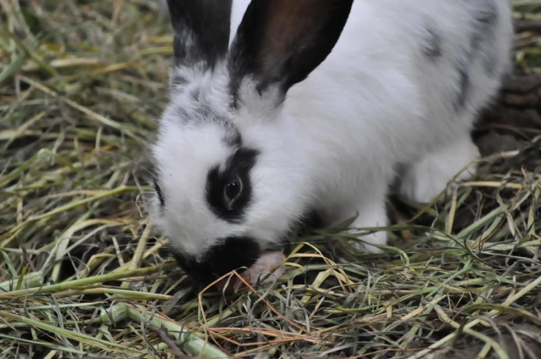 a rabbit eating grass in an open field