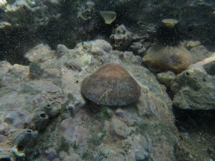 there is a large sea slug on the sand