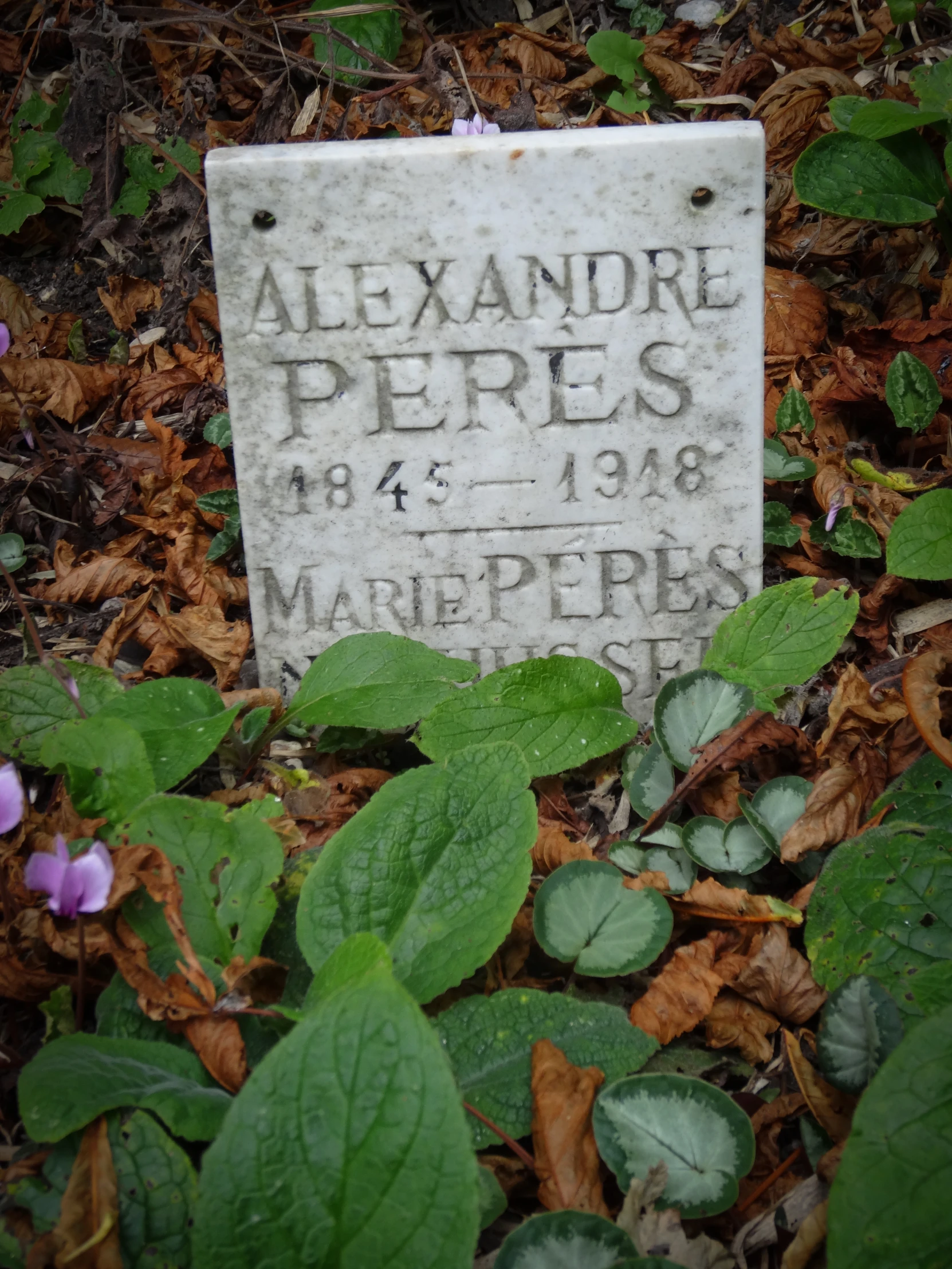 a cemetery marker is among the leaves and flowers