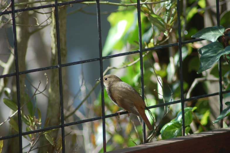 the bird is perched on the ledge of the window