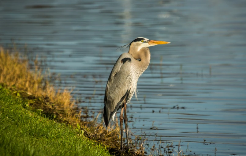 a heron is standing on a ledge over the water