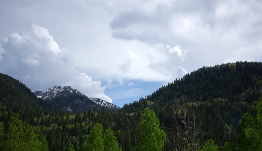 a group of trees in a mountainous area