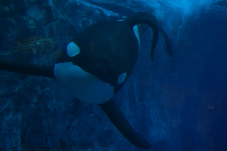 a very big cute penguin under the water