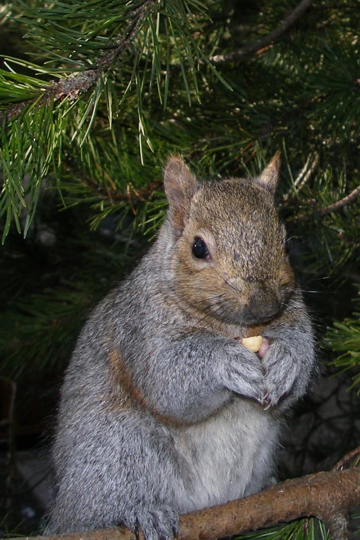 a close up of a squirrel on a tree nch