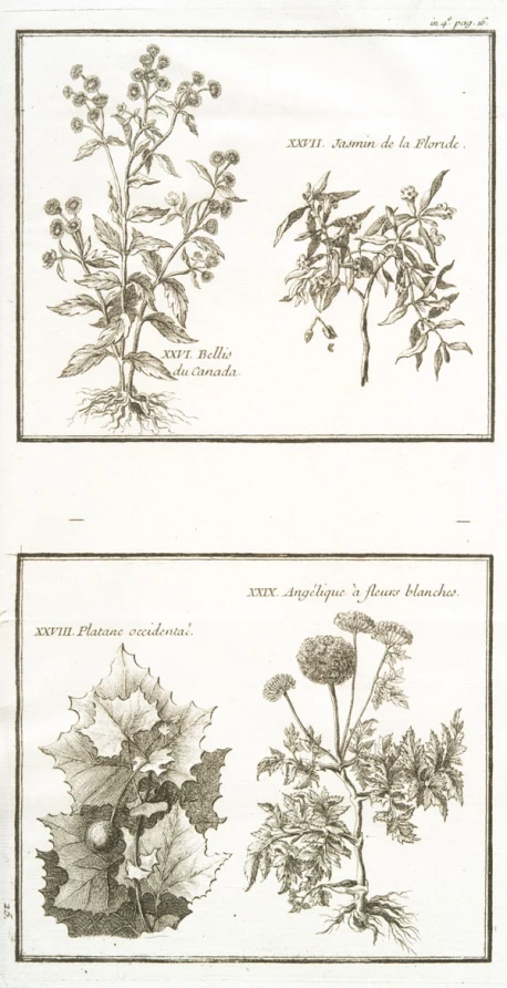 a page from a french book showing plants of different heights