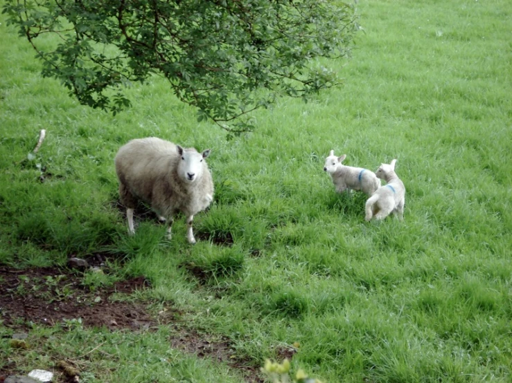 three sheep are walking down a grassy hillside