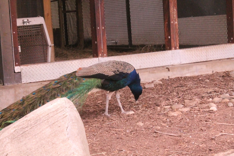 a peacock standing next to a stone wall